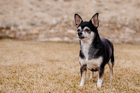 pets (169 of 271)