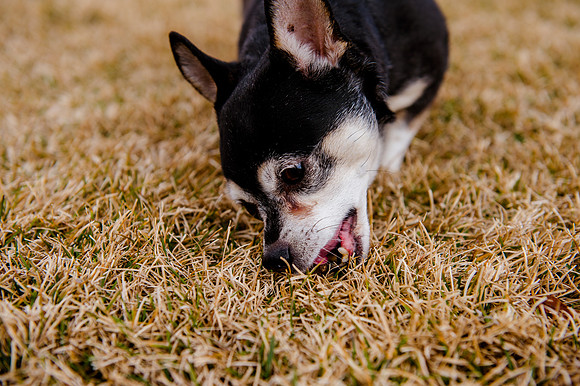 pets (205 of 271)