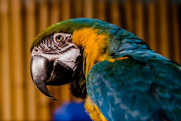 _DSC5514