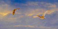 angel owls