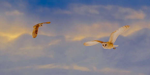 angel owls