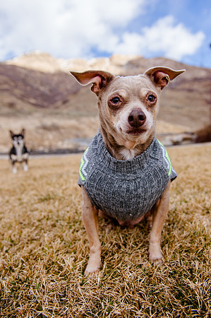 pets (263 of 271)