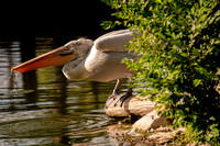 Ready to Hatch – Tracy Aviary’s Signature Spring Fundraise5366