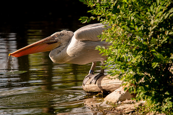 Ready to Hatch – Tracy Aviary’s Signature Spring Fundraise5366