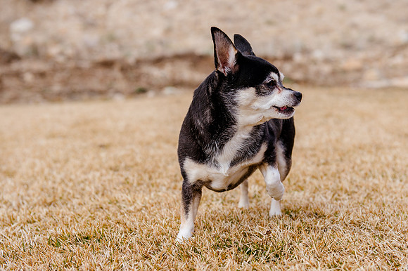 pets (145 of 271)