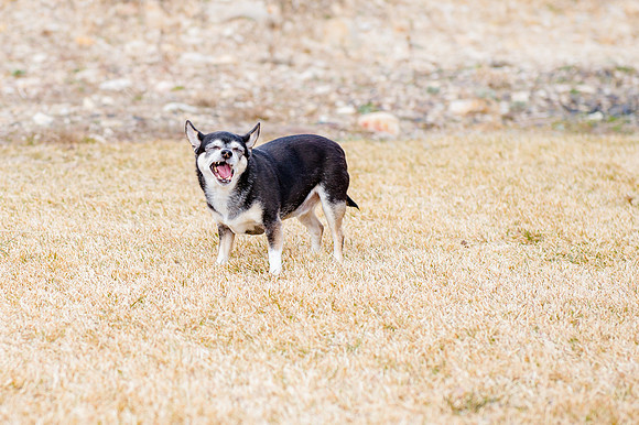 pets (128 of 271)