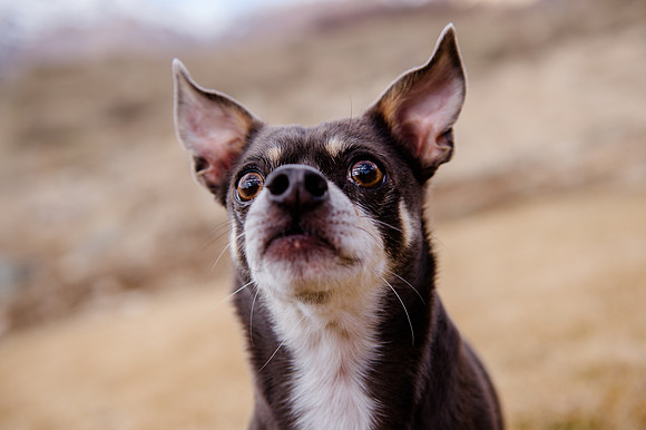 pets (190 of 271)
