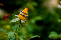 Wedding rings on a yellow rose