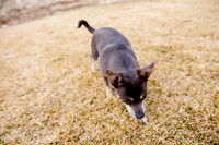 pets (129 of 271)