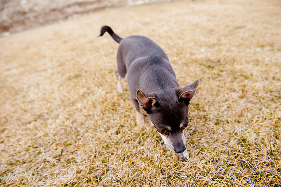 pets (129 of 271)