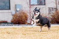 pets (93 of 271)