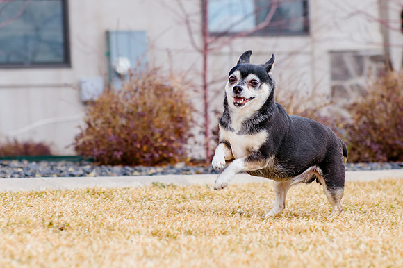 pets (93 of 271)