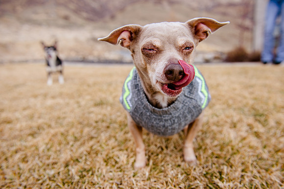 pets (239 of 271)