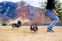 pets (84 of 271)