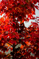 Back Yard Light-9814