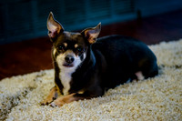 pets (7 of 271)