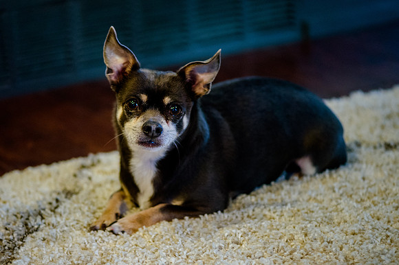 pets (7 of 271)
