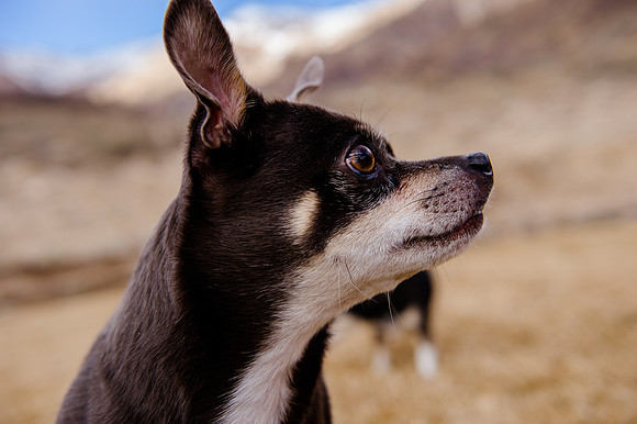 pets (173 of 271)