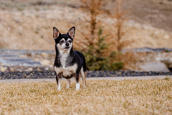 pets (225 of 271)