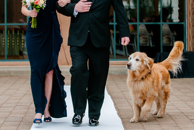 Pet dog is the ring bearer at this wedding