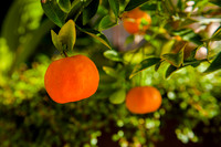 Red Butte Gardens 3-5-15-8273