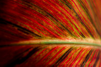 Red Butte Gardens 3-5-15-8274