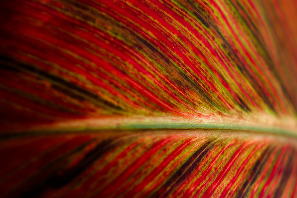 Red Butte Gardens 3-5-15-8274