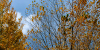 Back Yard Light-9844