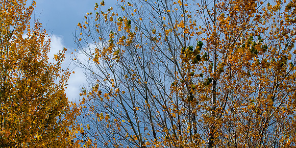 Back Yard Light-9844