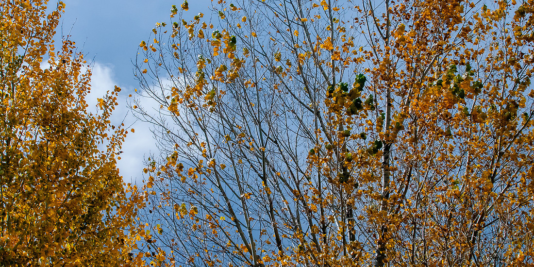 Back Yard Light-9844