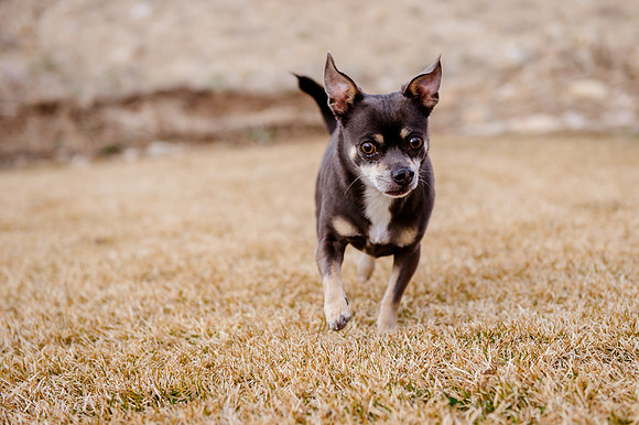 pets (256 of 271)
