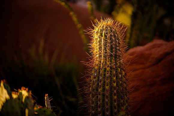 Wedding at Entrada29142