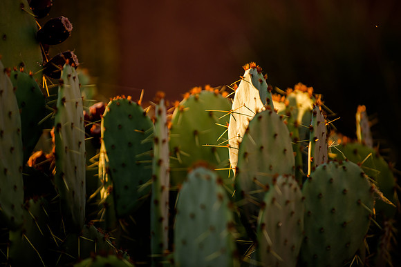 Wedding at Entrada29144