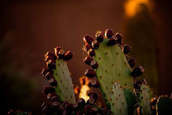 Wedding at Entrada29145
