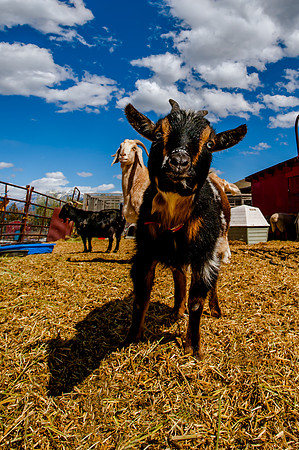 Ching Farm with spring clouds-6273