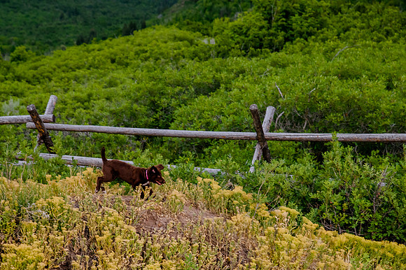 Provo Canyon 6-25-20207581