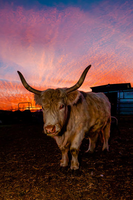 Rescued cow at Ching Farm Animal Sanctuary A white cow with long horns standing in a field during a beautiful sunset of gold, red, pink, and purple.