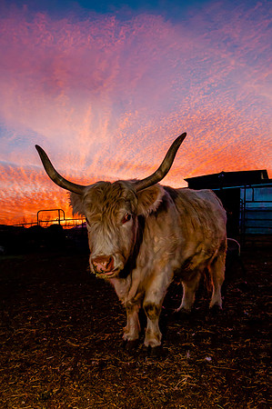 Rescued cow at Ching Farm Animal Sanctuary