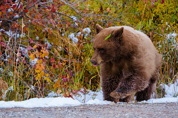 Yellowstone Teton Trip 2017-1622