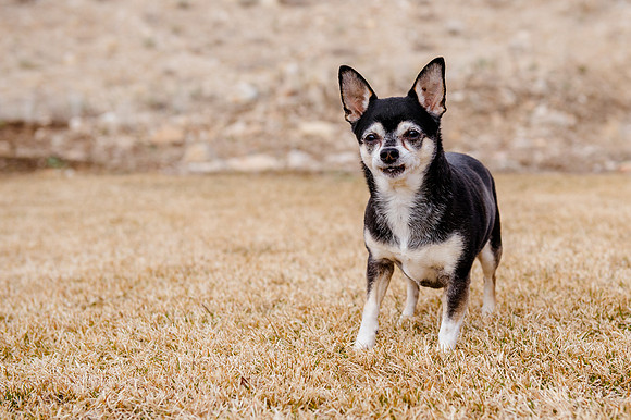 pets (160 of 271)
