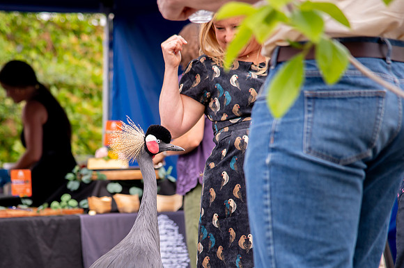 Ready to Hatch – Tracy Aviary’s Signature Spring Fundraise5521