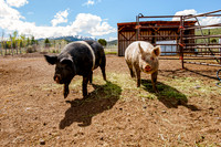 Ching Farm with spring clouds-6094