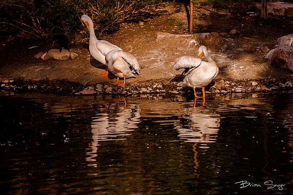 Birdlesque55713