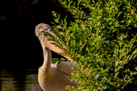 Ready to Hatch – Tracy Aviary’s Signature Spring Fundraise5355