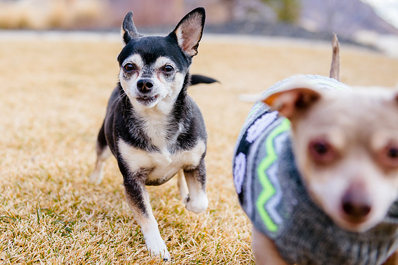 pets (62 of 271)