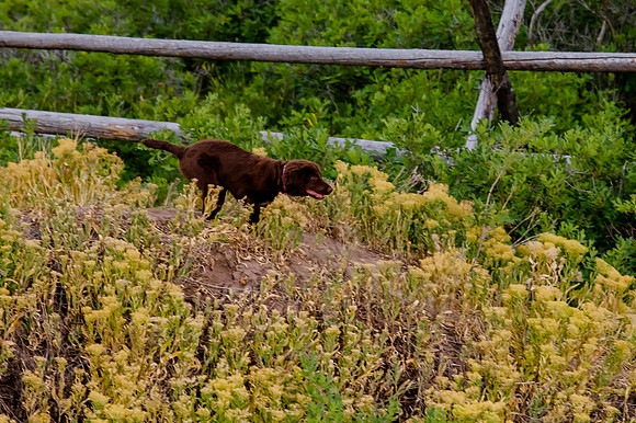 Provo Canyon 6-25-20207582