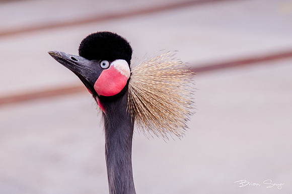 Birdlesque55805