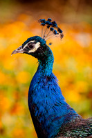 Birdlesque55692