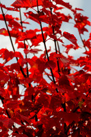 Back Yard Light-9822