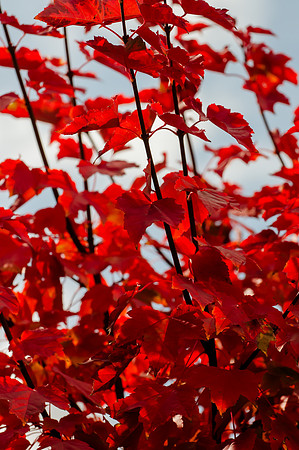 Back Yard Light-9822